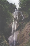 cely1